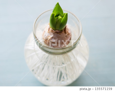 水耕栽培のヒヤシンスの芽 135571159