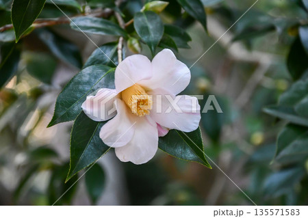 ツバキ「雪中花」 Camellia 'Setchūka' ツバキ「雪中花」 Camellia 'Setchūka' 135571583