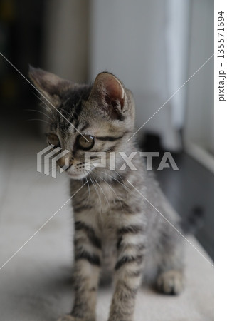 子猫_生後2か月 子猫_生後2か月 135571694