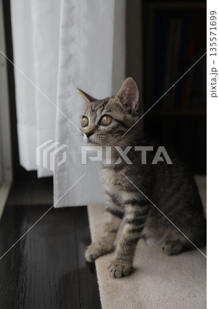 子猫_生後2か月 135571699