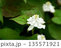 夏の花：ドクダミ2 135571921