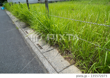 空き地から道路にはみ出る雑草 空き地から道路にはみ出る雑草 135572073