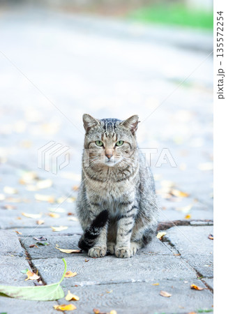 那覇市・希望ヶ丘公園の地域猫 135572254