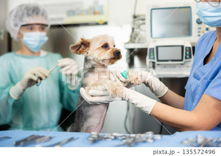 Veterinary female doctor and guy assistant carry out examination and treatment of Yorkshire terrier Veterinary female doctor and guy assistant carry out examination and treatment of Yorkshire terrier 135572496
