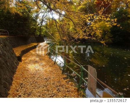 秋の武蔵関公園 135572617