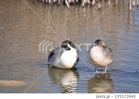 御宝田遊水池でのんびりと休むヒドリガモ 御宝田遊水池でのんびりと休むヒドリガモ 135572648