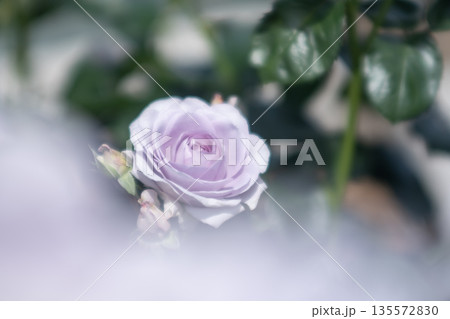 薄紫色のバラ 135572830