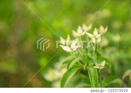 小さなヤマボウシの白い花 135573010