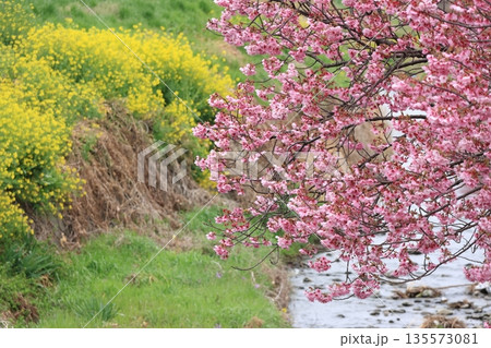 河津桜と菜の花 135573081