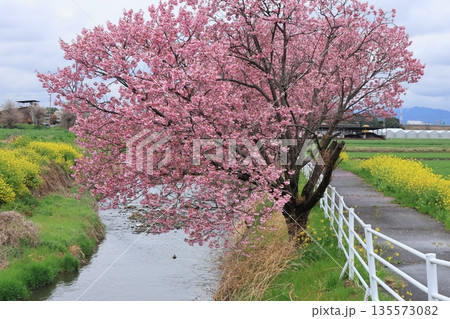 河津さくらと菜の花 135573082