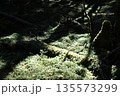 苔の世界 135573299