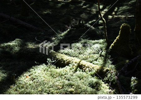 苔の世界 苔の世界 135573299