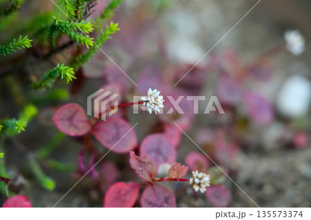 赤い葉陰にひそむ小さな白い花 気づかれにくい冬の気配 A Tiny White Flower Amo 赤い葉陰にひそむ小さな白い花 気づかれにくい冬の気配 A Tiny White Flower Amo 135573374