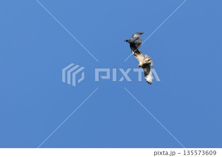生き物 野鳥 ハシブトガラスとノスリ、ノスリはちょっかいを出すハシブトガラスを無視しているようです① 生き物 野鳥 ハシブトガラスとノスリ、ノスリはちょっかいを出すハシブトガラスを無視しているようです① 135573609