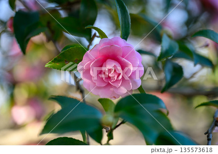 冬の光にほどける淡紅の花 つばきのやさしい色 Soft Pink Flower in Gentl 冬の光にほどける淡紅の花 つばきのやさしい色 Soft Pink Flower in Gentl 135573618