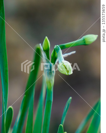 開く前の静けさを抱く水仙　冬から春への気配 Daffodil Buds in Quiet Light 135573659