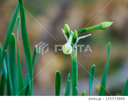 開く前の静けさを抱く水仙　冬から春への気配 Daffodil Buds in Quiet Light 135573660