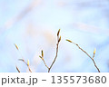 芽吹 135573680