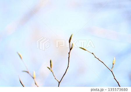 芽吹 芽吹 135573680