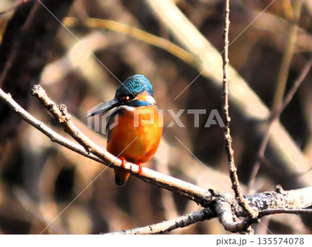 渡り鳥、川辺の宝石（かわせみ）大阪府枚方市天の川のワンド 135574078