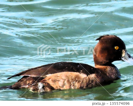 冬鳥：ワタリドリ：キンクロハジロ群れ：淀川 135574096