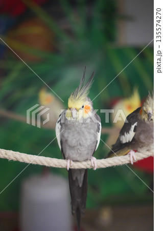 Colorful cockatiels perched on a rope at a vibrant aviary 135574270