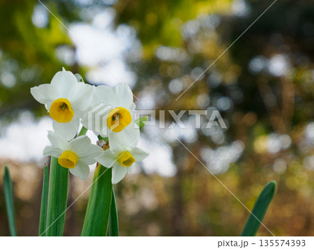 冬の庭に咲き始めた水仙 静かに顔を上げる白い花 Daffodils Blooming in Wint 冬の庭に咲き始めた水仙 静かに顔を上げる白い花 Daffodils Blooming in Wint 135574393