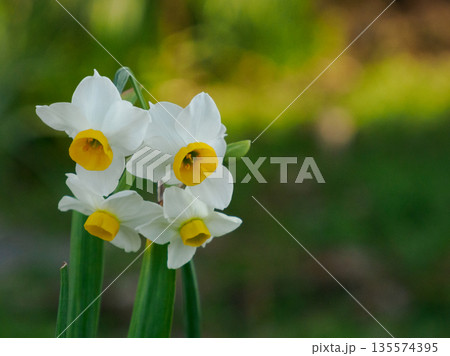 冬の庭に咲き始めた水仙　静かに顔を上げる白い花 Daffodils Blooming in Wint 135574395