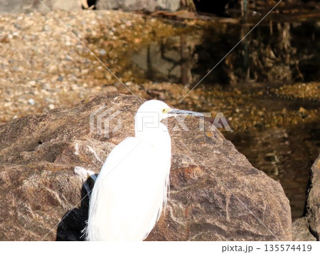 水辺の鳥:天の川の中サギ:大阪府枚方市天の川のワンド 水辺の鳥:天の川の中サギ:大阪府枚方市天の川のワンド 135574419
