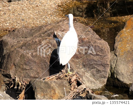 水辺の鳥：天の川の中サギ：大阪府枚方市天の川のワンド 135574421