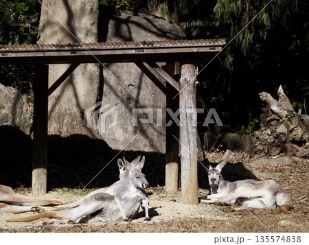気だるそうなカンガルー 135574838