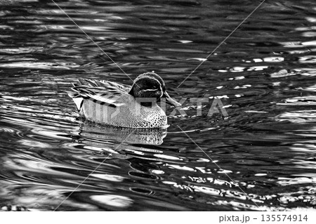 水辺のカモ科コガモ♂ 135574914