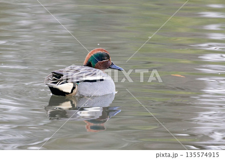 水辺のカモ科コガモ♂ 135574915