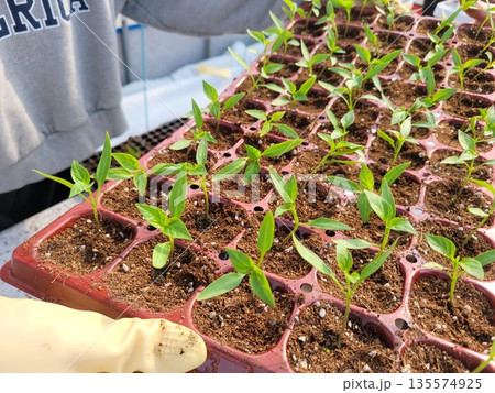 Close-up of Farmer's Hands Transplanting Young Seedlings into Trays, Marking the Beginning of Spring Farming Close-up of Farmer's Hands Transplanting Young Seedlings into Trays, Marking the Beginning of Spring Farming 135574925
