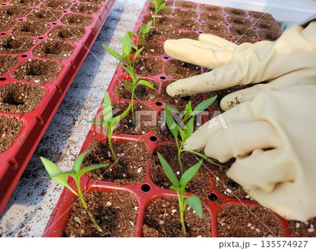 Close-up of Farmer's Hands Transplanting Young Seedlings into Trays, Marking the Beginning of Spring Farming Close-up of Farmer's Hands Transplanting Young Seedlings into Trays, Marking the Beginning of Spring Farming 135574927