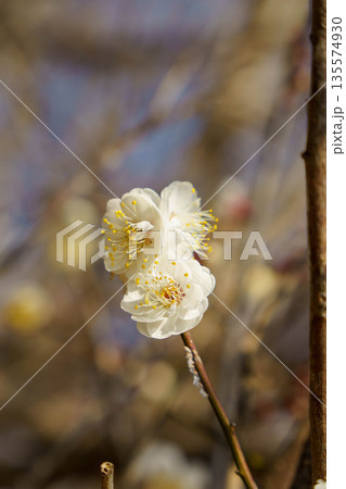 早春を告げる白い梅の花 早春を告げる白い梅の花 135574930