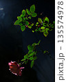 暗闇に咲く薔薇 135574978
