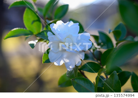 冬の光にひらく白椿 静かに季節をつなぐ一輪 White Camellia in Gentle Win 冬の光にひらく白椿 静かに季節をつなぐ一輪 White Camellia in Gentle Win 135574994