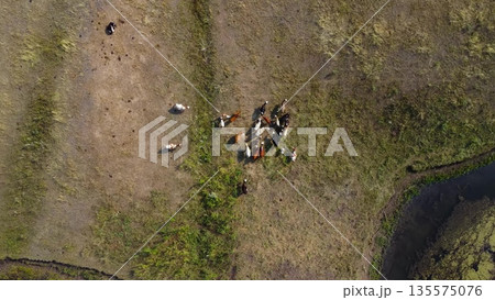 Cows on an Alpine Meadow by the River. Top-down View. 135575076