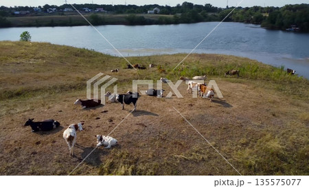 Aerial view of a herd of cows grazing on a green hill by the river. 135575077