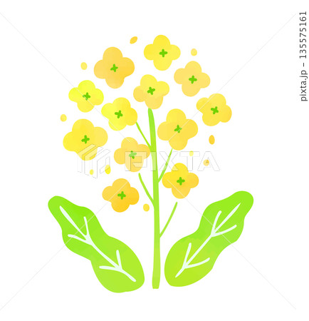 菜の花のイラスト 菜の花のイラスト 135575161