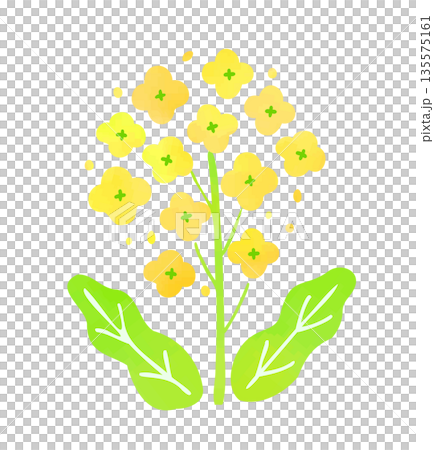 強姦開花例證 135575161