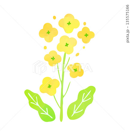 菜の花のイラスト 135575166