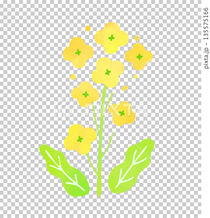 菜の花のイラスト 135575166