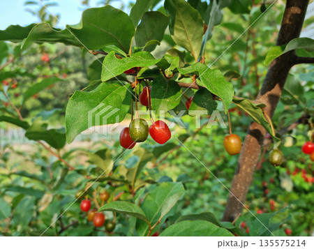 Ripe Autumn Olive Berries (Elaeagnus Umbellata) growing on a branch . oleaster Ripe Autumn Olive Berries (Elaeagnus Umbellata) growing on a branch . oleaster 135575214