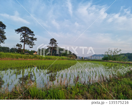 This is a rural landscape in spring. 135575216