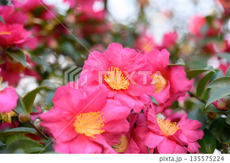 冬の庭に映える赤椿 凛とした色が残す余韻 Red Camellia in Winter Garden 冬の庭に映える赤椿 凛とした色が残す余韻 Red Camellia in Winter Garden 135575224