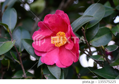 冬の庭に映える赤椿 凛とした色が残す余韻 Red Camellia in Winter Garden 冬の庭に映える赤椿 凛とした色が残す余韻 Red Camellia in Winter Garden 135575225