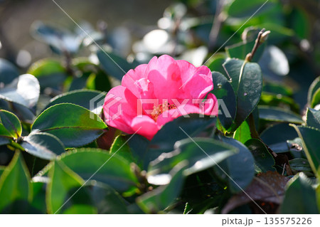 冬の庭に映える赤椿 凛とした色が残す余韻 Red Camellia in Winter Garden 冬の庭に映える赤椿 凛とした色が残す余韻 Red Camellia in Winter Garden 135575226