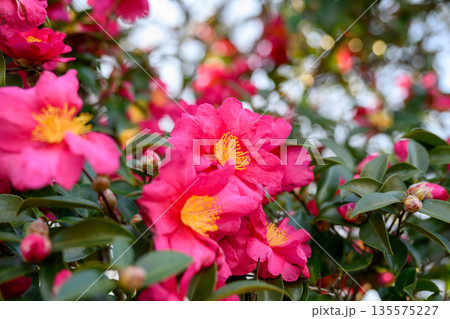 冬の庭に映える赤椿 凛とした色が残す余韻 Red Camellia in Winter Garden 冬の庭に映える赤椿 凛とした色が残す余韻 Red Camellia in Winter Garden 135575227